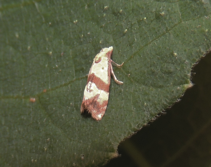 Phalonidia contractana Tortricidae